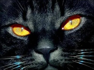 A Ypres, en Belgique, au Moyen-Âge, qu'arrivait-il aux chats ?