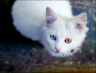 Chez certains chats blancs ayant les yeux vairons, l'oreille se trouvant du côté de l'œil bleu est parfois atteinte de surdité.