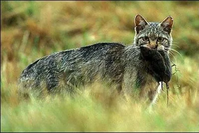 En Australie, la population de chats pose problème. Introduits sur l'île par les colons pour chasser les rats des récoltes, on les estime aujourd'hui à environ 18 millions. Par quel moyen l'Etat régule-t-il la population de chats ?