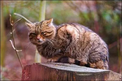 Comment suppose-t-on que le chat fut introduit en Asie ?