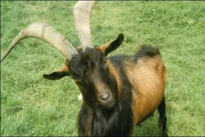 Quelle est la définition du mot "horcin"ou horsain ?La photo n'aide pas forcément.