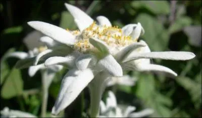Ces fleurs poussent en montagne. Quel est son nom ?