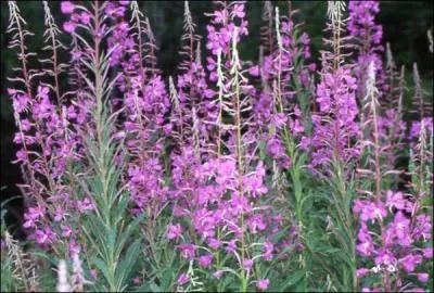 Reconnaissez-vous cette fleur ?