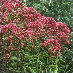 Essayez de trouver le nom de cette fleur ?