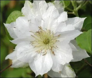 Reconnaissez-vous cette fleur ?