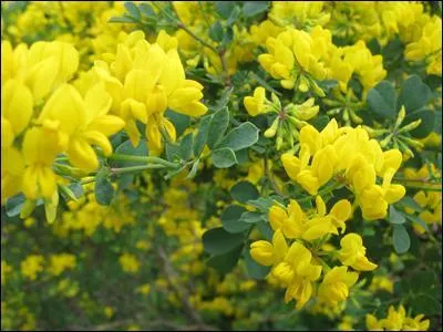 Comment s'appelle cette fleur ?