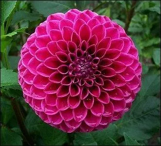 Quel est le nom de cette fleur magnifique ?