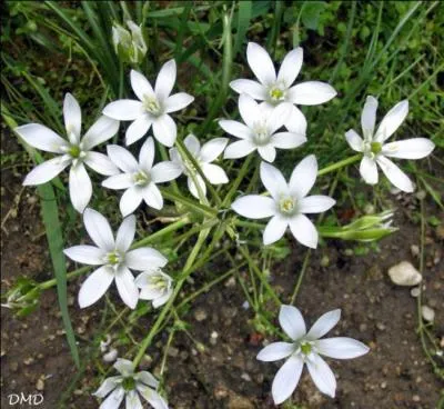 Quel est le nom de ces petites fleurs ?