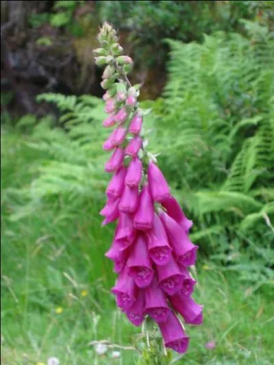 Nommez cette fleur !