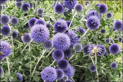 Quelles sont ces fleurs ?