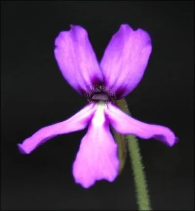 Et celle-ci, faisant partie de la même espèce que la précédente ?