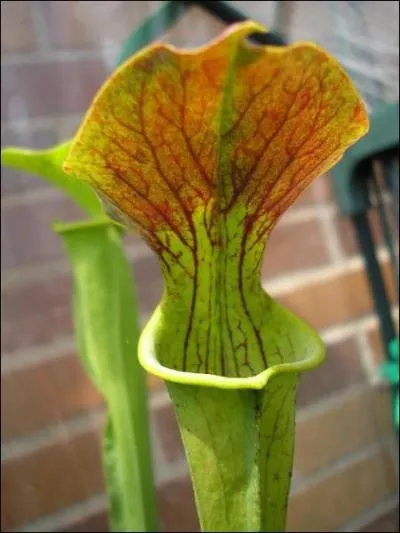 Et celle-ci, dont l'espèce peut survivre jusqu'à -12°C ?