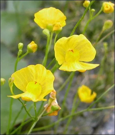 Quel est le nom de celle-ci ?