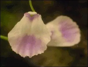 De quelle plante sont ces fleurs ?