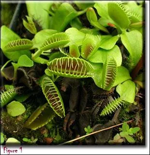 Quel est le nom de cette célèbre plante carnivore ?