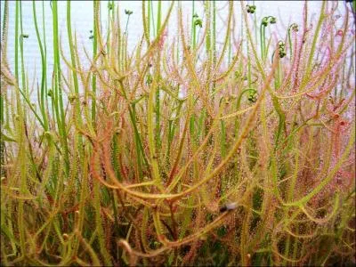 Commment s'appelle cette plante pouvant atteindre plus de 40 fourches ?