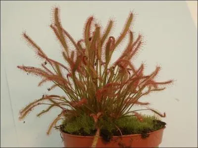 Comment s'appelle celle-ci, idéale pour débuter une collection ?