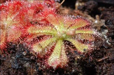 Coment se nomme celle-ci, originaire d'Australie ?