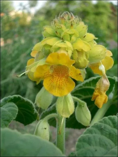 Et celle-ci, la seule plante carnivore cultivable en terre simple ?