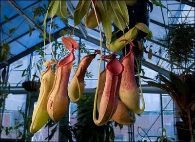 Comment s'appelle celle-ci, vivant sur des sols moussus ?