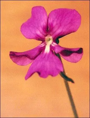 Et celle-ci, qui produit cette magnifique fleur ?