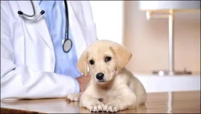 Avec quoi observe-t-on les os ?