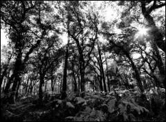 Qui a dit : Prenez un arbre bon : son fruit sera bon ; prenez un arbre gâté : son fruit sera gâté. Car c'est au fruit qu'on reconnaît l'arbre. ?