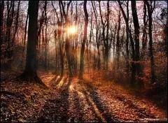 Qui a dit : La mort du jardinier n'est rien qui lèse un arbre. Mais si tu menaces l'arbre, alors meurt deux fois le jardinier. ?