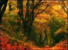 Qui a dit : Chaque goutte de sève contient la plénitude de l'arbre entier. ?