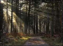 Qui a dit : Constatation : le sapin est un arbre horizontal !  ?