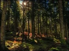 Qui a dit : Quel arbre humain n'est, par quelques-uns de ses fruits, un mauvais arbre ? ?