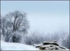 Qui a dit : L'arbre devient solide sous le vent. ?