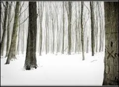 Qui a dit : Qui veut le fruit doit grimper à l'arbre. ?