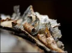 Qui a dit : On demande homme-tronc pour fondation arbre généalogique. ?