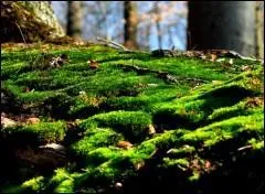 Qui a dit : Une fleur n'est belle que sur son arbre. ?