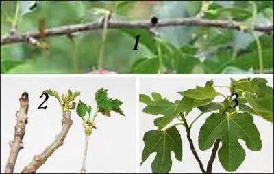 Quelle branche portera des cerises ?
J'ai gentiment mis un indice !