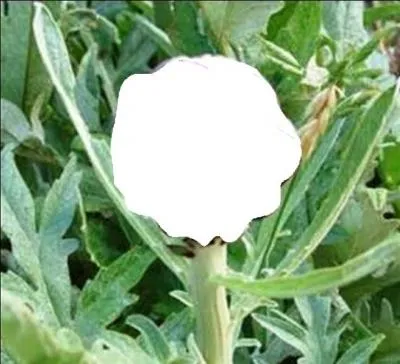 Qu'est-ce qui pousse à la pointe de cette tige ?