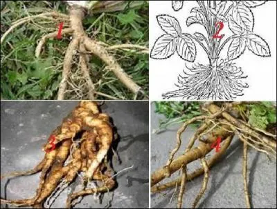 Où se trouvent les racines du fraisier ?
Il n'y a aucune confusion possible, j'ai été fort sympathique !