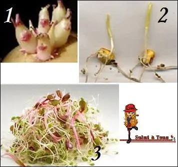 Que sont les germes dans l'encart n°1 ?