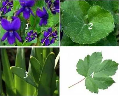 Quelle feuille va avec la jolie, délicate et odorante fleur violette (1) ?