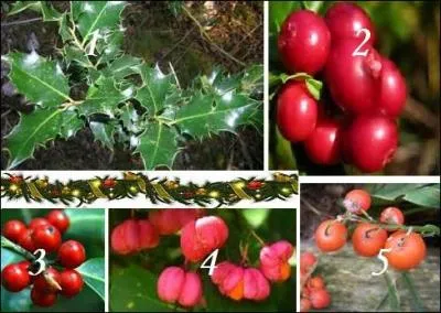 Quelle baie va avec le feuillage d'un vert sombre et vernissé (1) ?