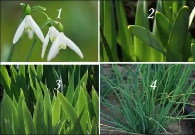 Quel est le feuillage qui accompagne la pure fleur du perce-neige (1) ?