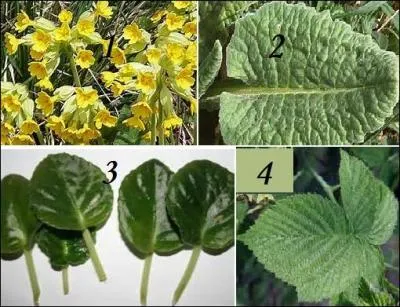 Il annonce le printemps : le coucou (1) ! Quel est son feuillage ?