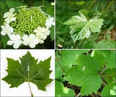 Elle formera de superbes boules de neige (1). Quel feuillage associez-vous à la viorne obier ?