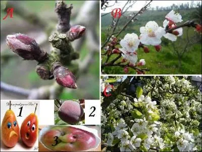 Quels couples allez-vous créer entre fleurs et fruits pour faire une belle récolte ?