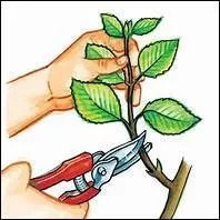 Quelles fleurs seront produites par cette bouture ?