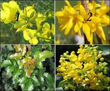 Quelles fleurs aux douces effluves de miel vont avec le feuillage brillant du mahonia ?