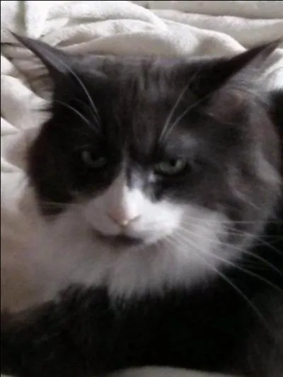 De quelle race est ce chat ?