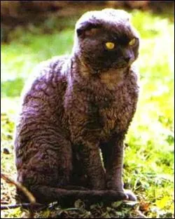 La race de ce chat est :