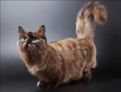 Quelle est la race de ce chat ?
